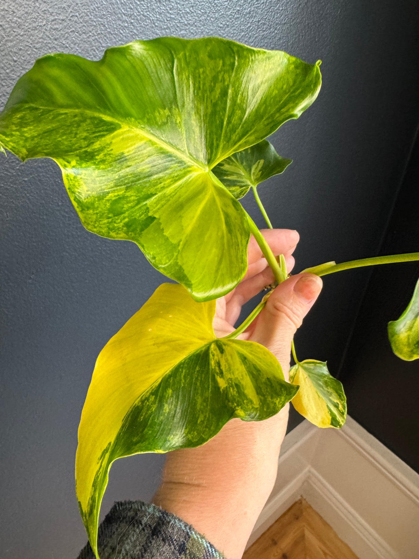 Philodendron Williamsi Variegated (Felix Variety)