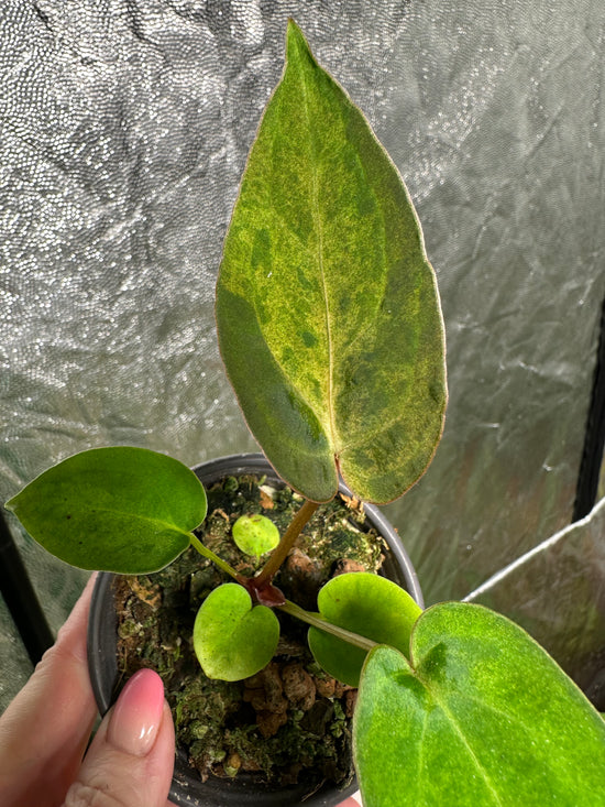 Anthurium papillilaminum hybrid variegated seedlings