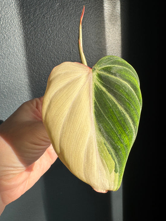 Philodendron Gloriosum Variegated Albo Top cut