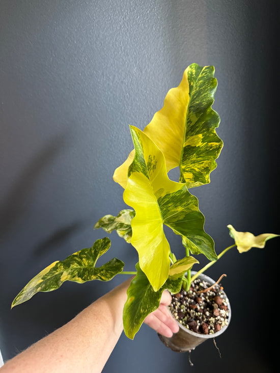 Philodendron Williamsi Variegated (Felix Variety)