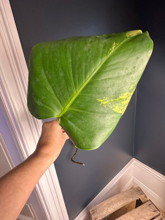 Monstera Mint Aurea Stem LF