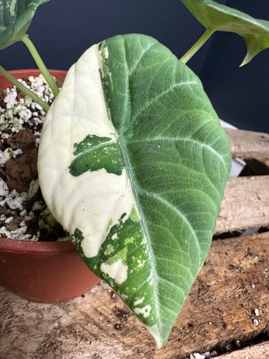 Load image into Gallery viewer, Alocasia Maharani Albo Variegated corms
