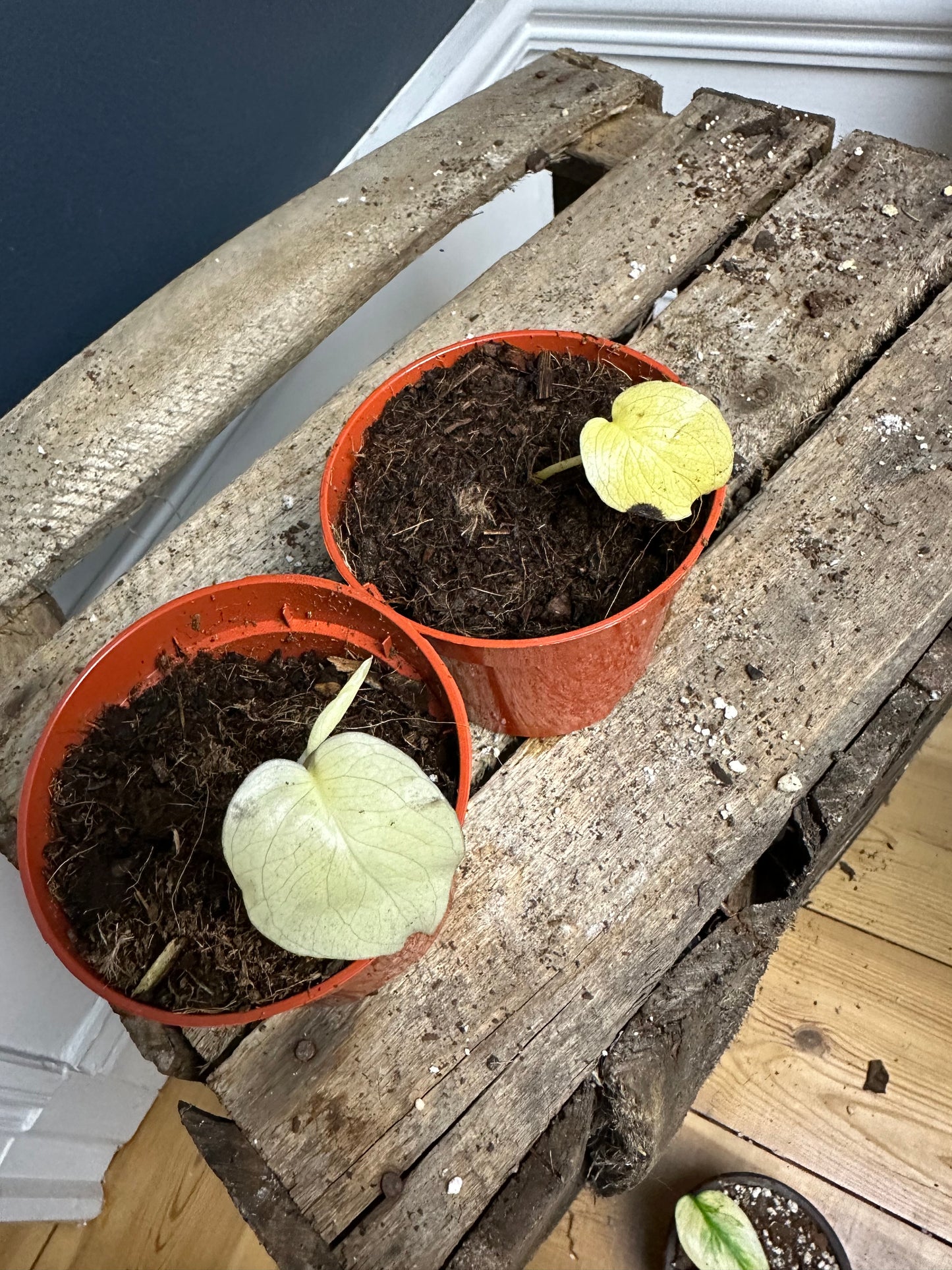 Monstera Sports from seed