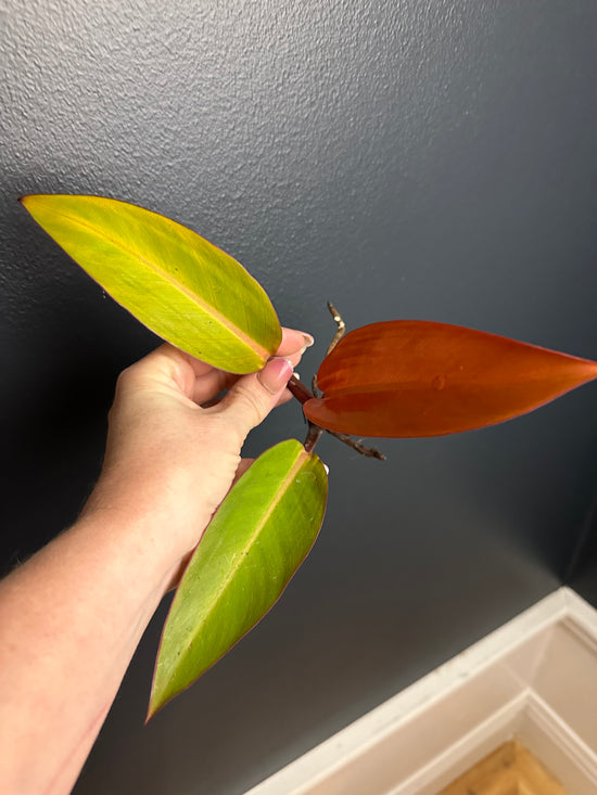 Philodendron Firebird Variegated