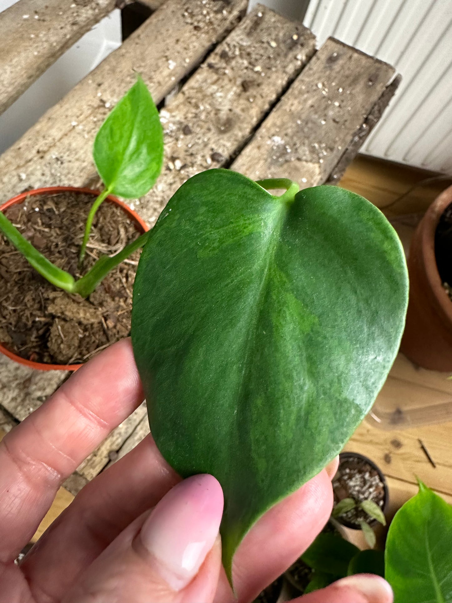 Load image into Gallery viewer, Monstera Sports from seed
