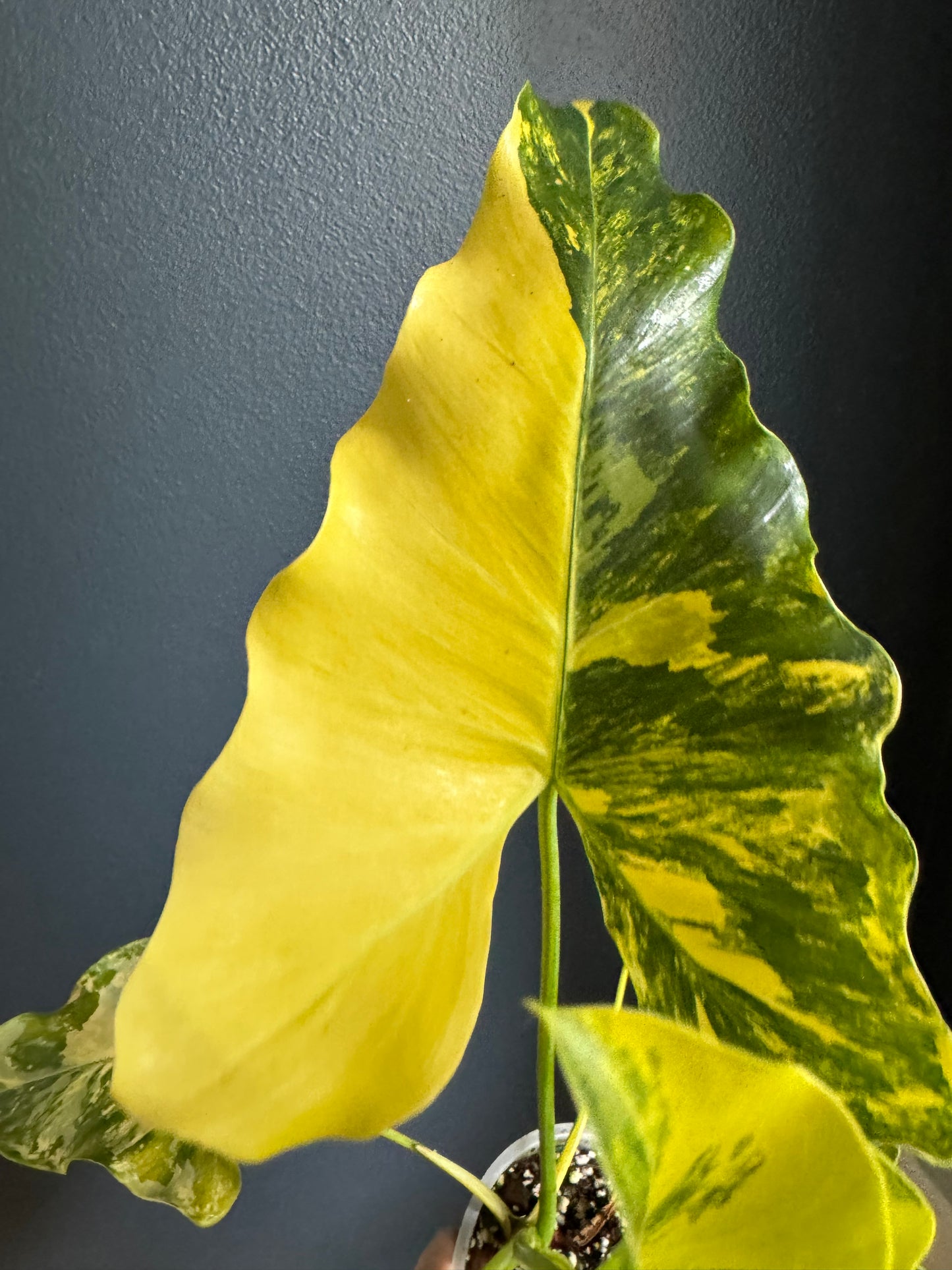 Philodendron Williamsi Variegated (Felix Variety)