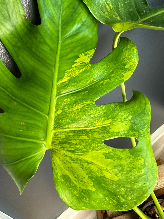 Load image into Gallery viewer, Monstera Aurea Large Form
