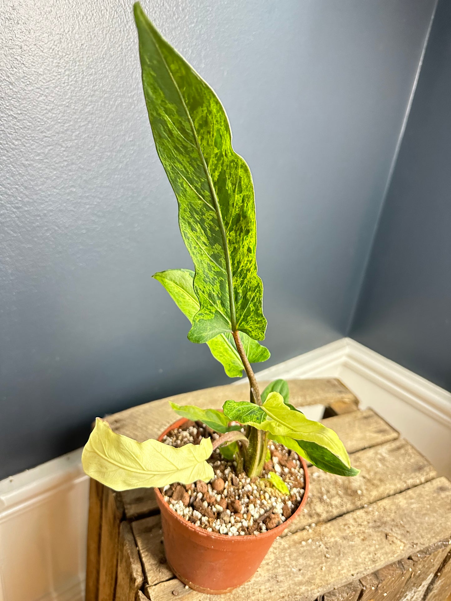 Alocasia Lauterbachiana Variegated