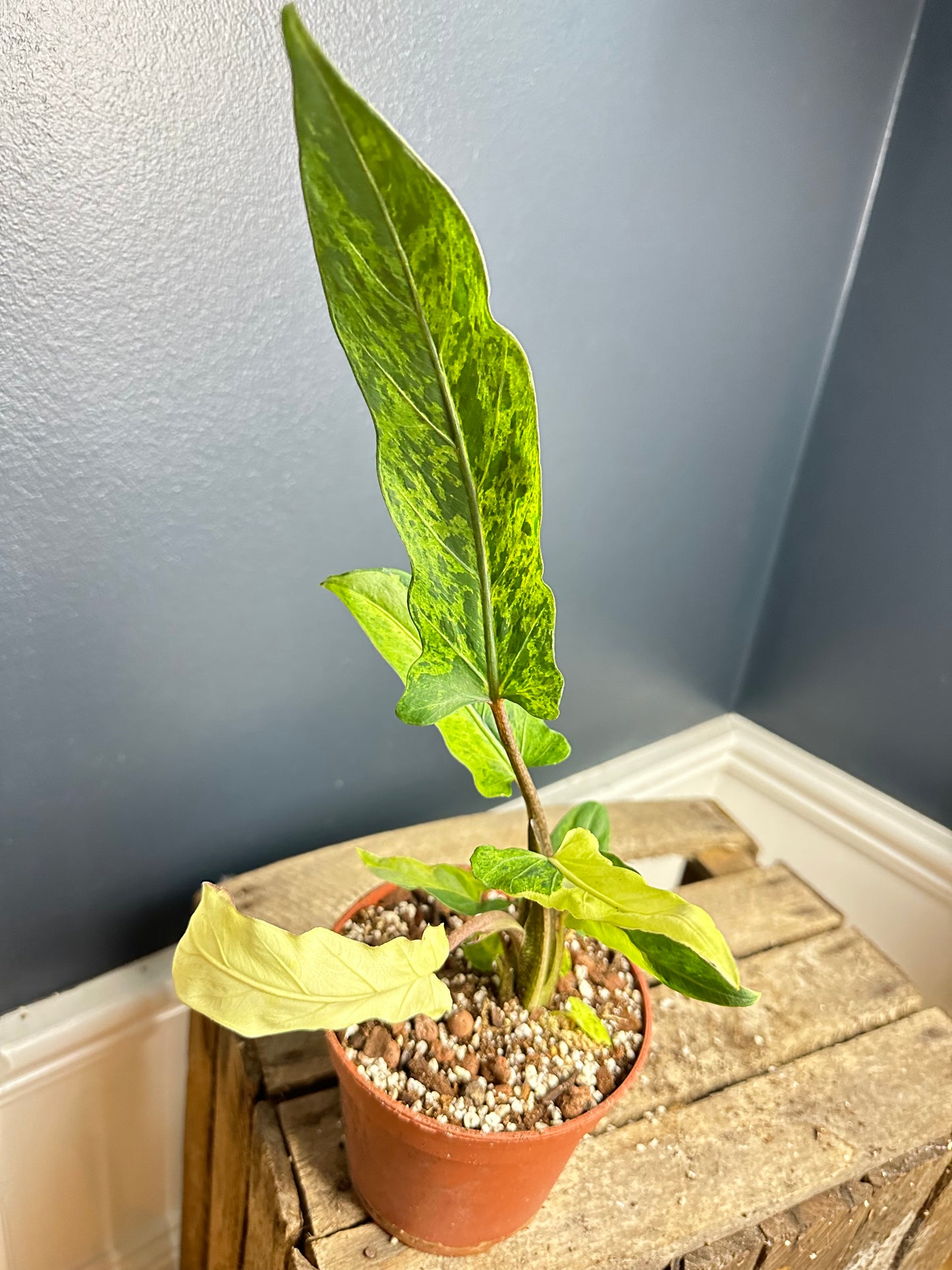 Alocasia Lauterbachiana Variegated Corms