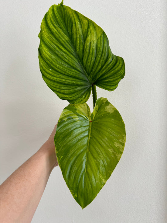 Philodendron Plowmanii Variegated