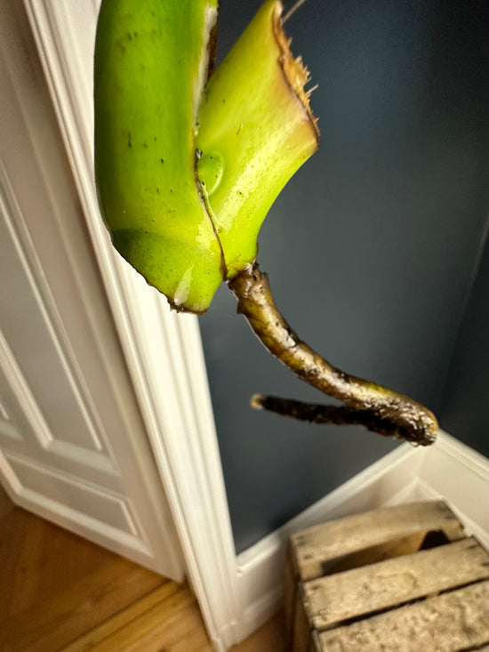 Monstera Mint Aurea Stem LF