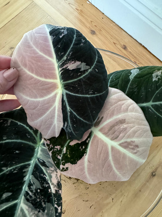 Alocasia Black Velvet Pink (Extra Large Size)