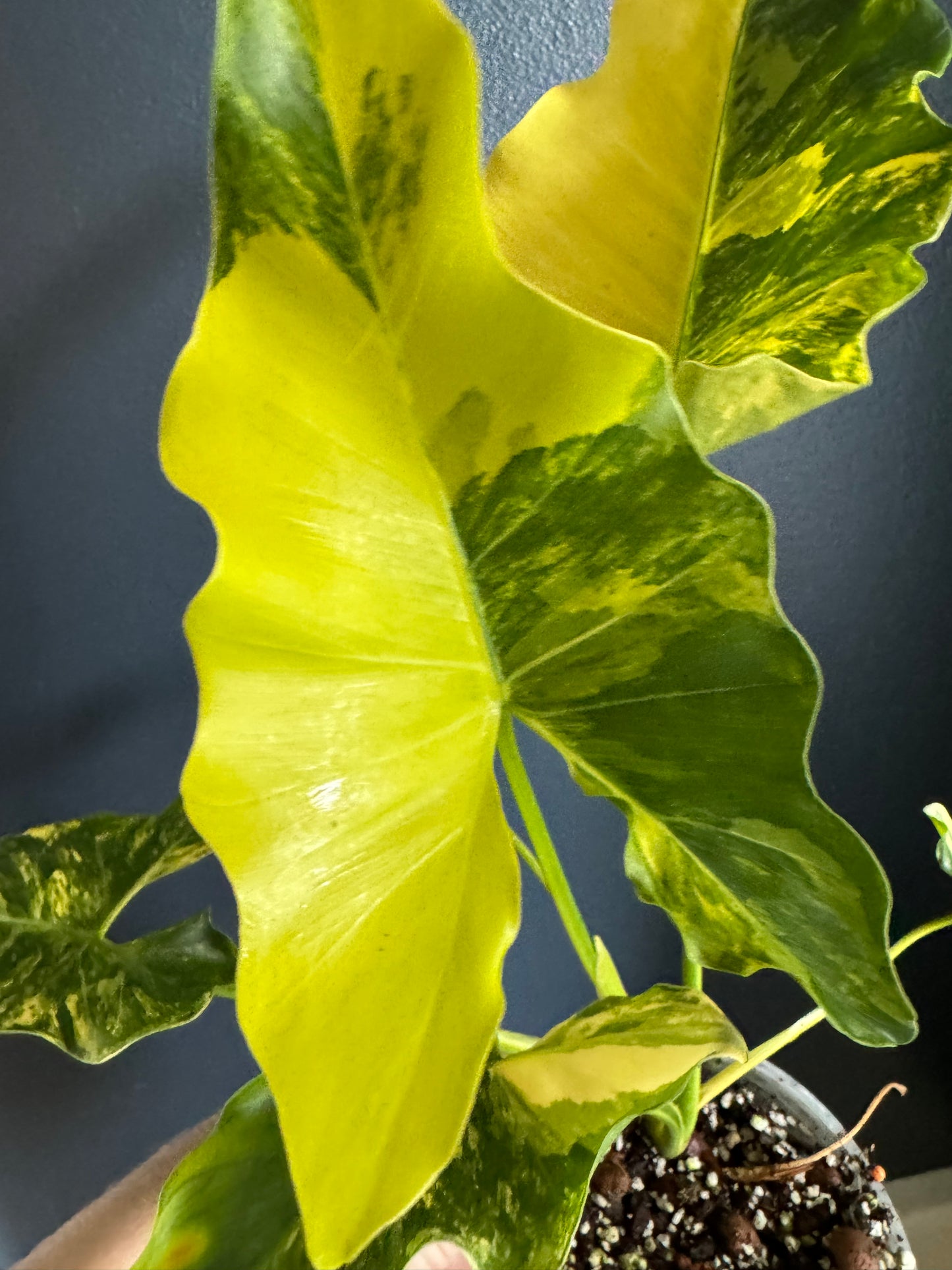 Philodendron Williamsi Variegated (Felix Variety)