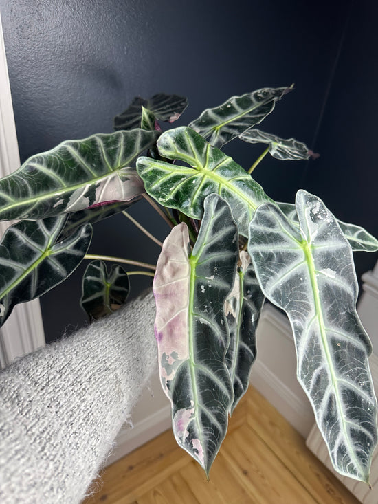 Load image into Gallery viewer, Alocasia Bambino Pink
