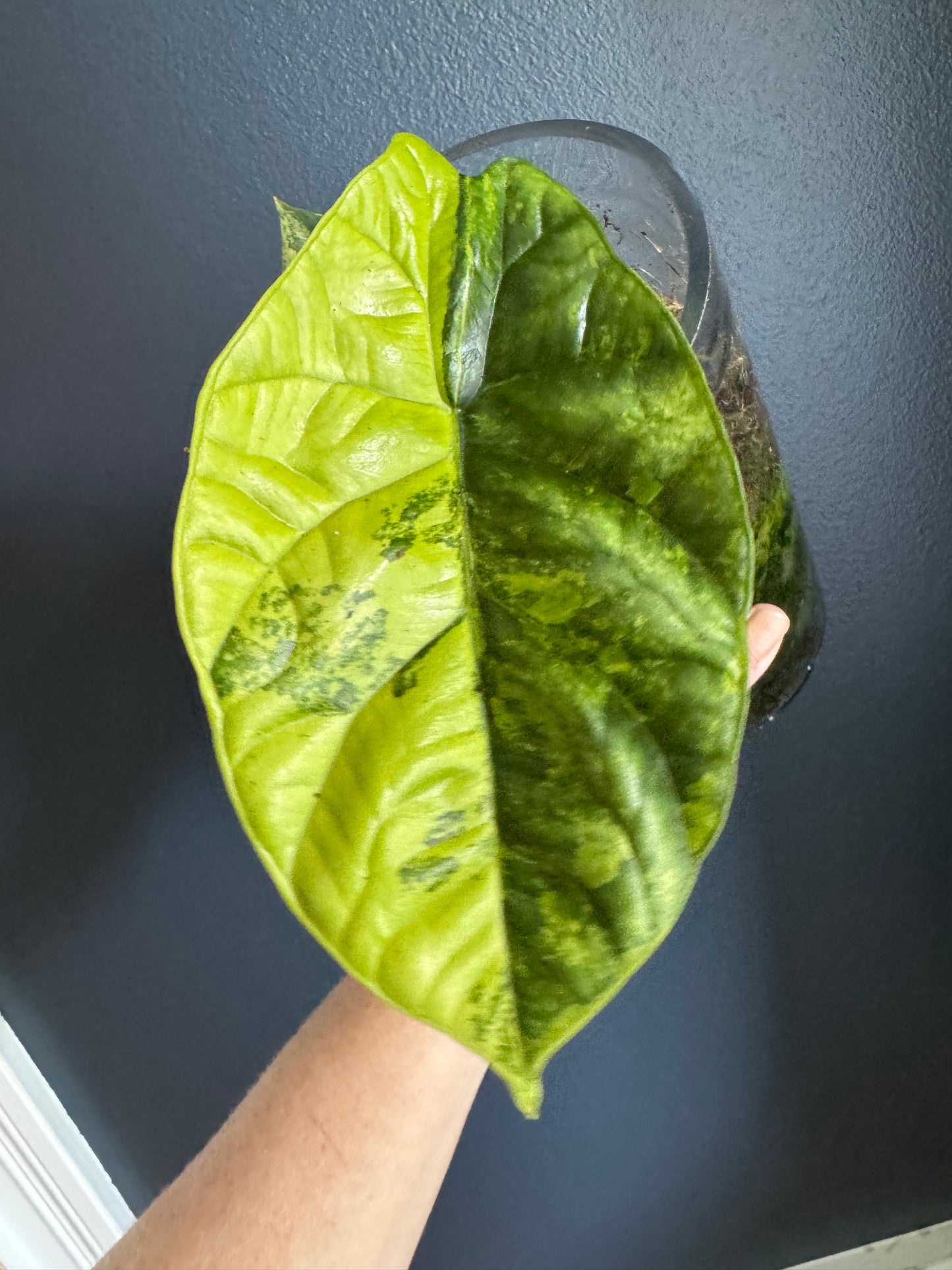 Alocasia Sinuata Variegated