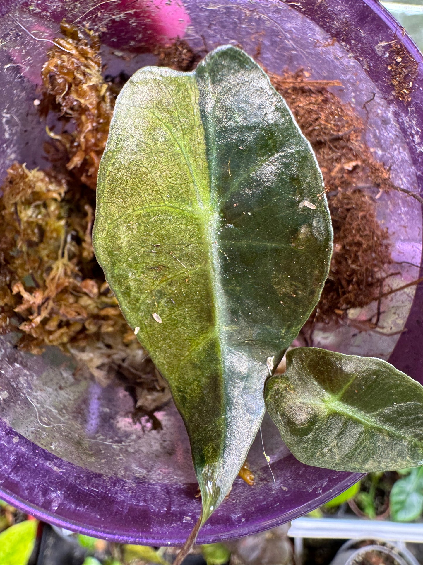 Alocasia Sanderiana Bull Variegated