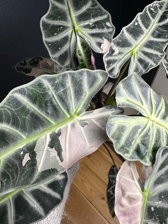 Load image into Gallery viewer, Alocasia Bambino Pink

