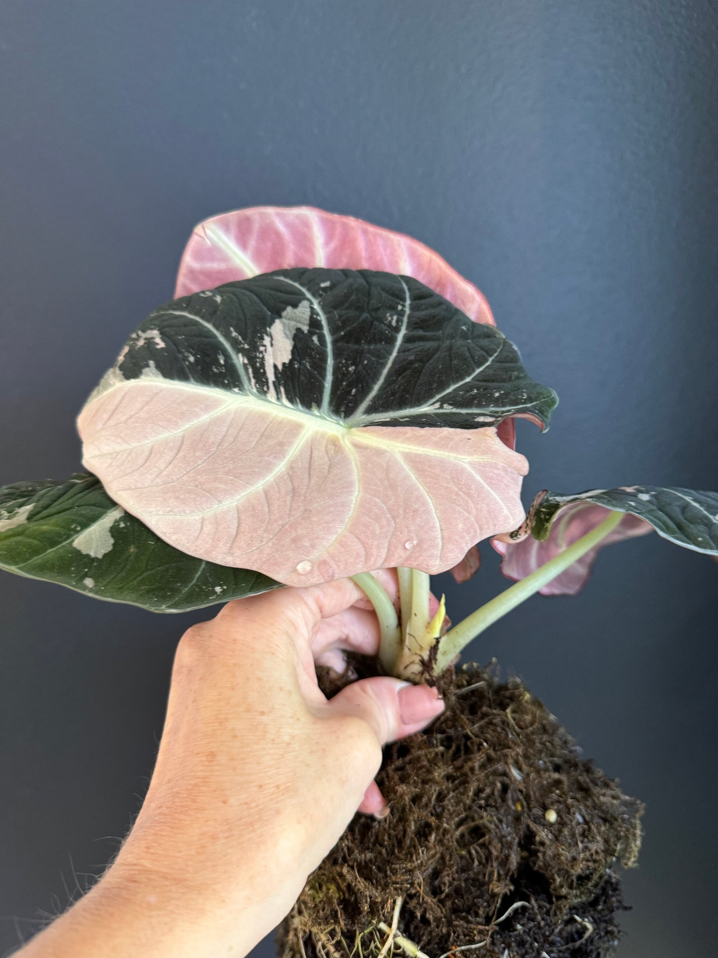 Alocasia Black Velvet Pink (Extra Large Size)