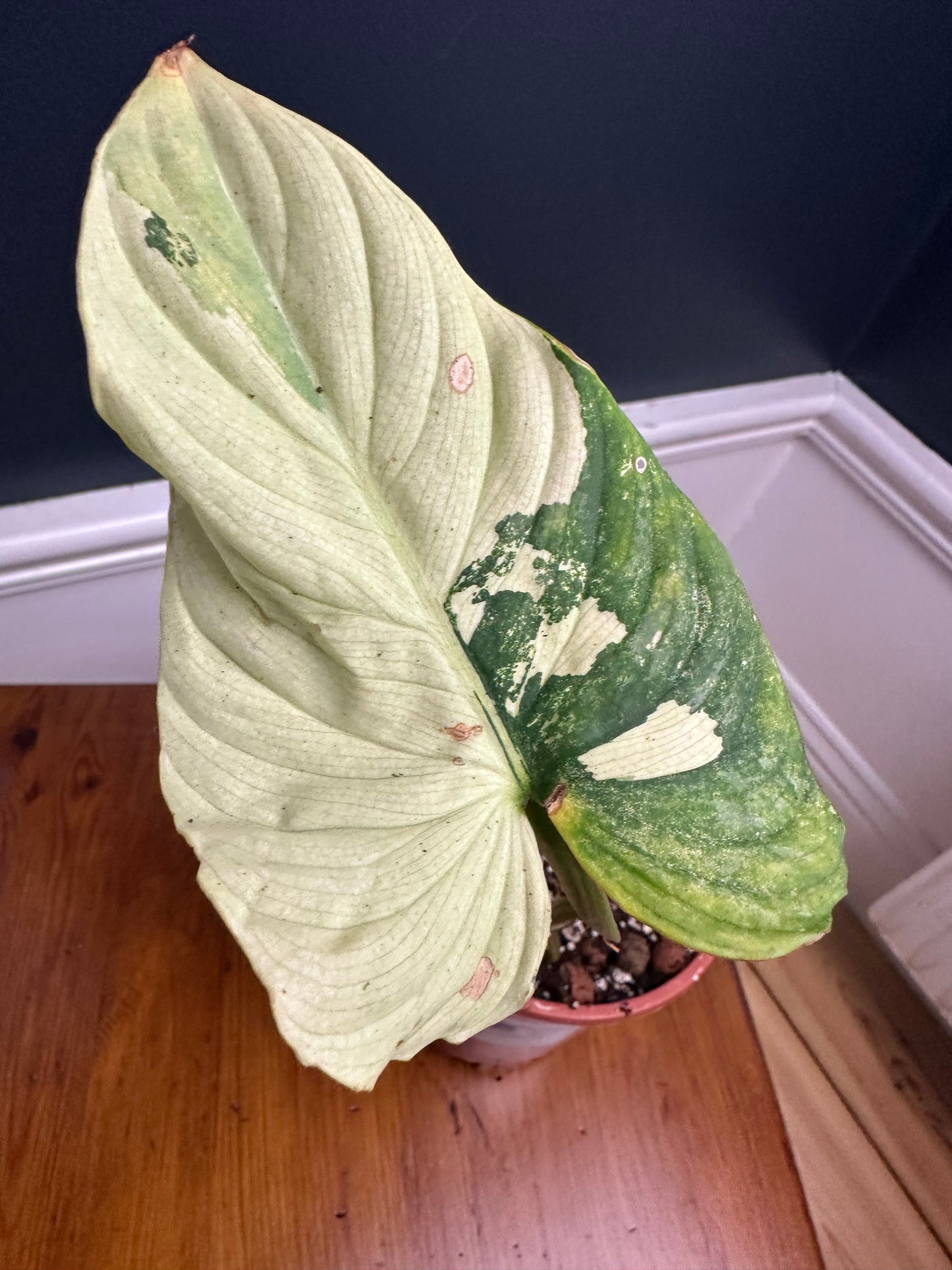Philodendron Mamei Variegated