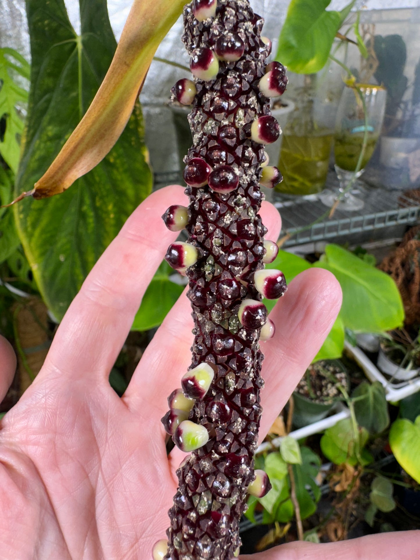 Anthurium Ree Gardens Clone Papilliminum Seedlings