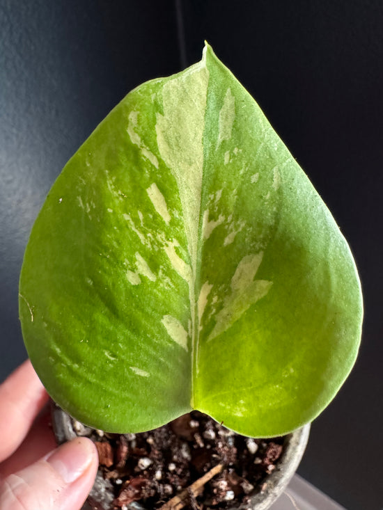 Monstera Mint LF from seed