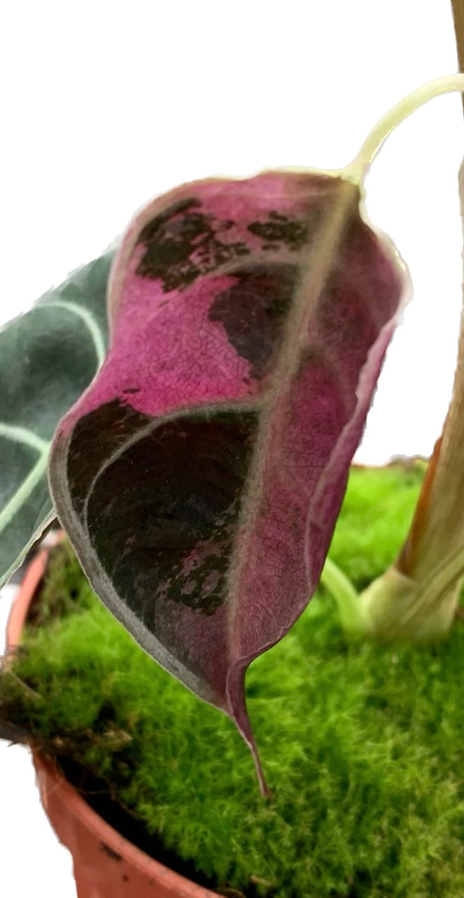 Alocasia Pink Watsonia Corm