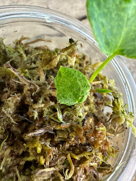 Anthurium papillilaminum hybrid variegated seedling
