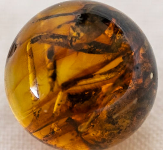 Baltic Amber Necklace with 40 million year old bug!