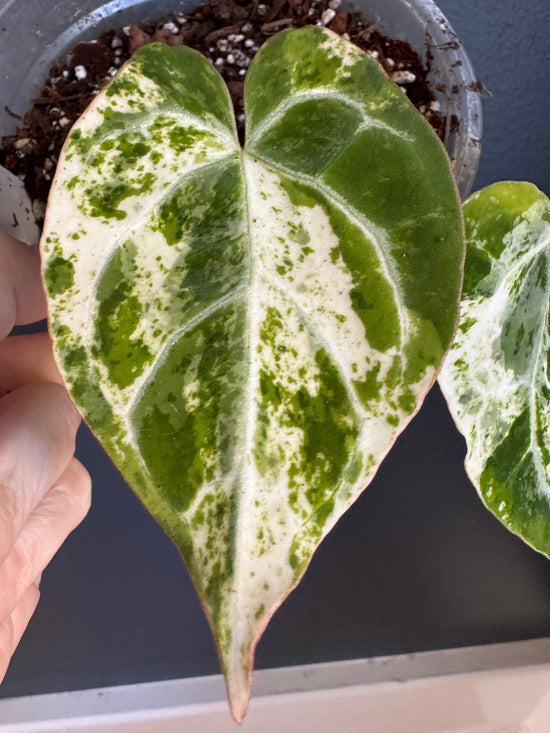 Anthurium Crystallinum Variegated (Pure)