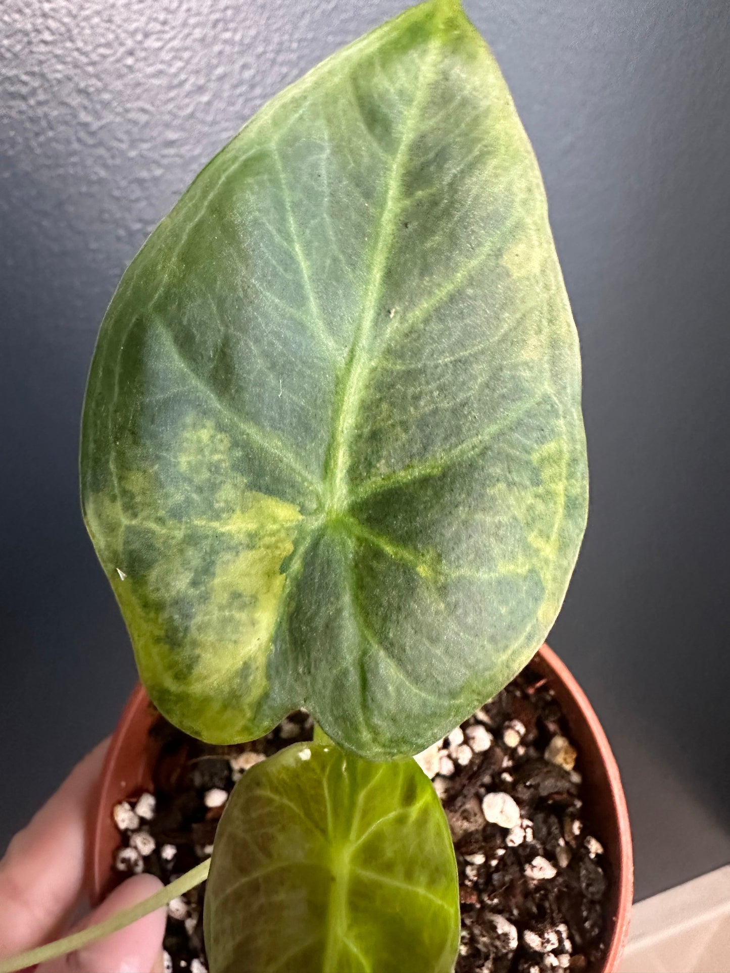 Alocasia Regal Shield Variegated ejbotanicals