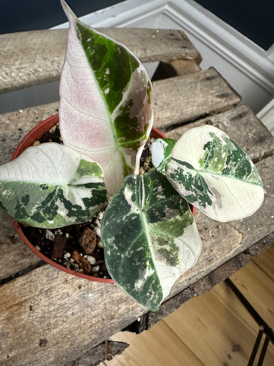 Load image into Gallery viewer, Alocasia Black velvet pink 1
