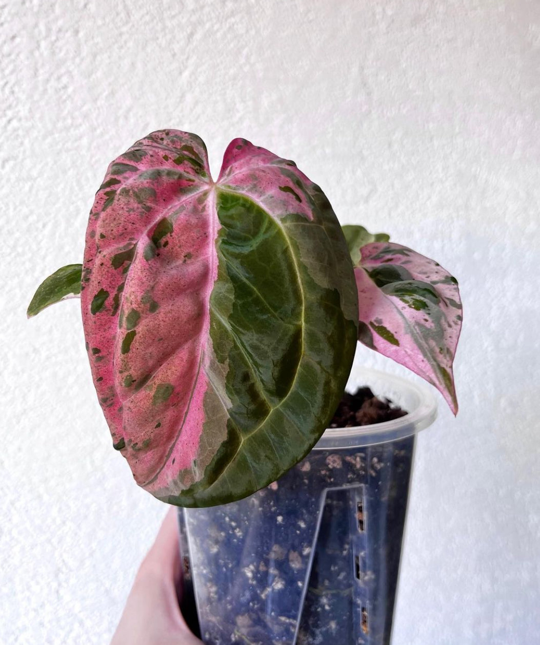 Anthurium Hot Barbie