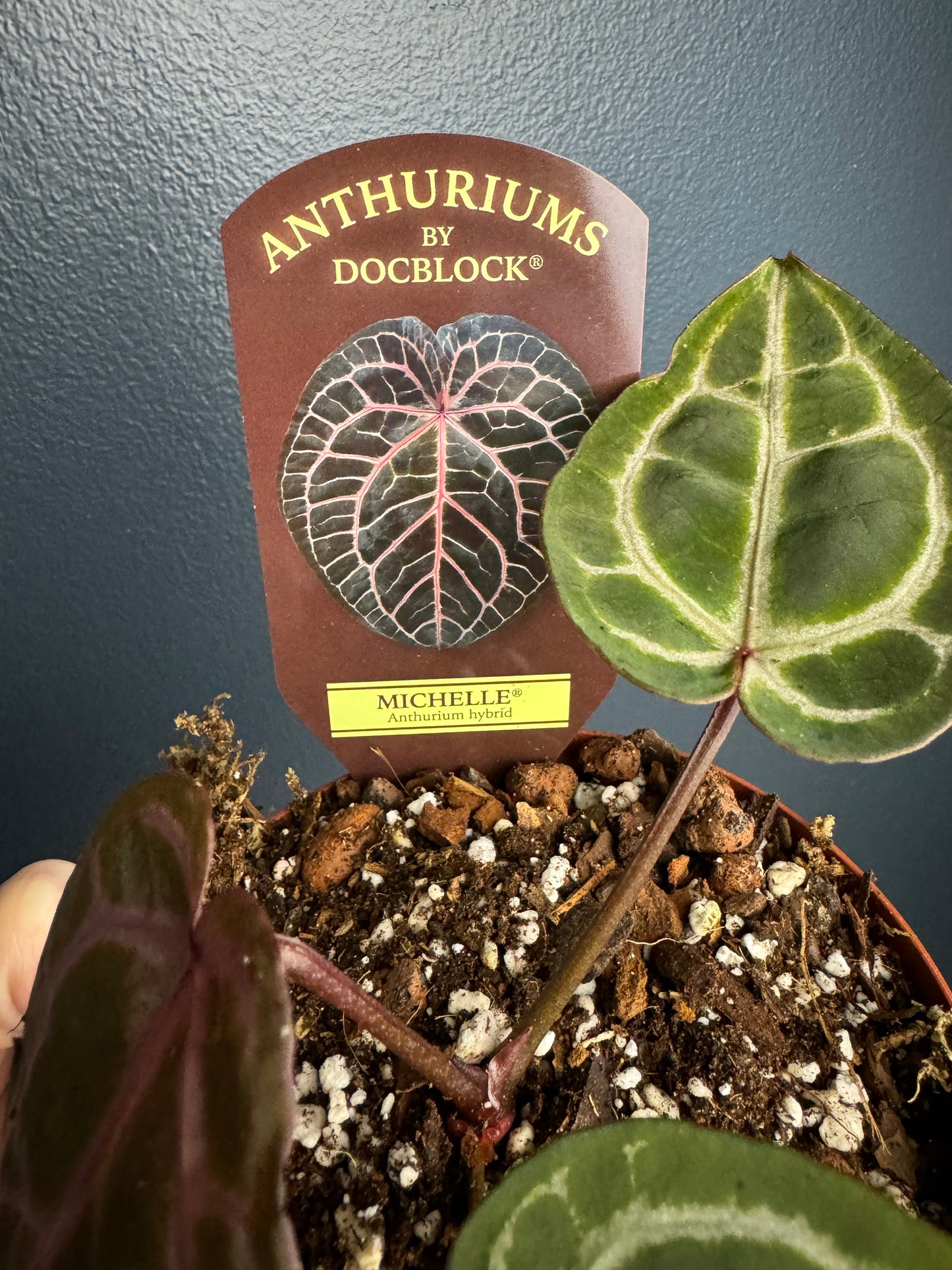 Anthurium Michelle (Orginal Doc Block)