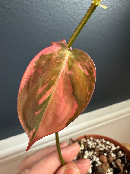 Philodendron Pink micans