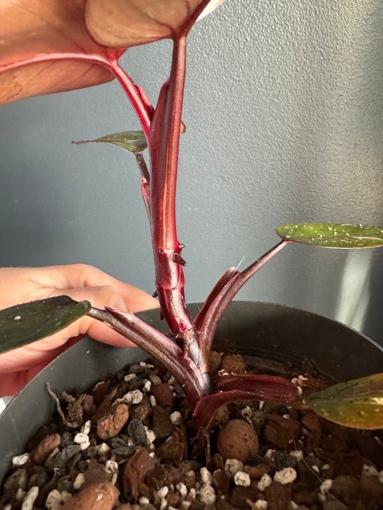 Philodendron Red Andrerson