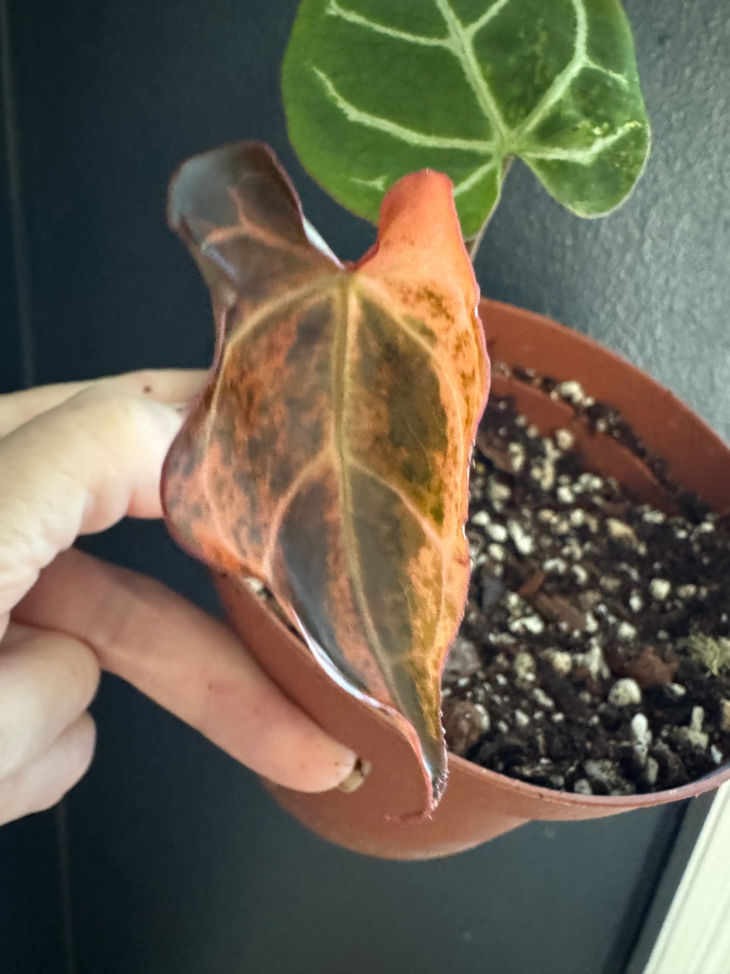 Anthurium Crystallinum Variegated (Pure)