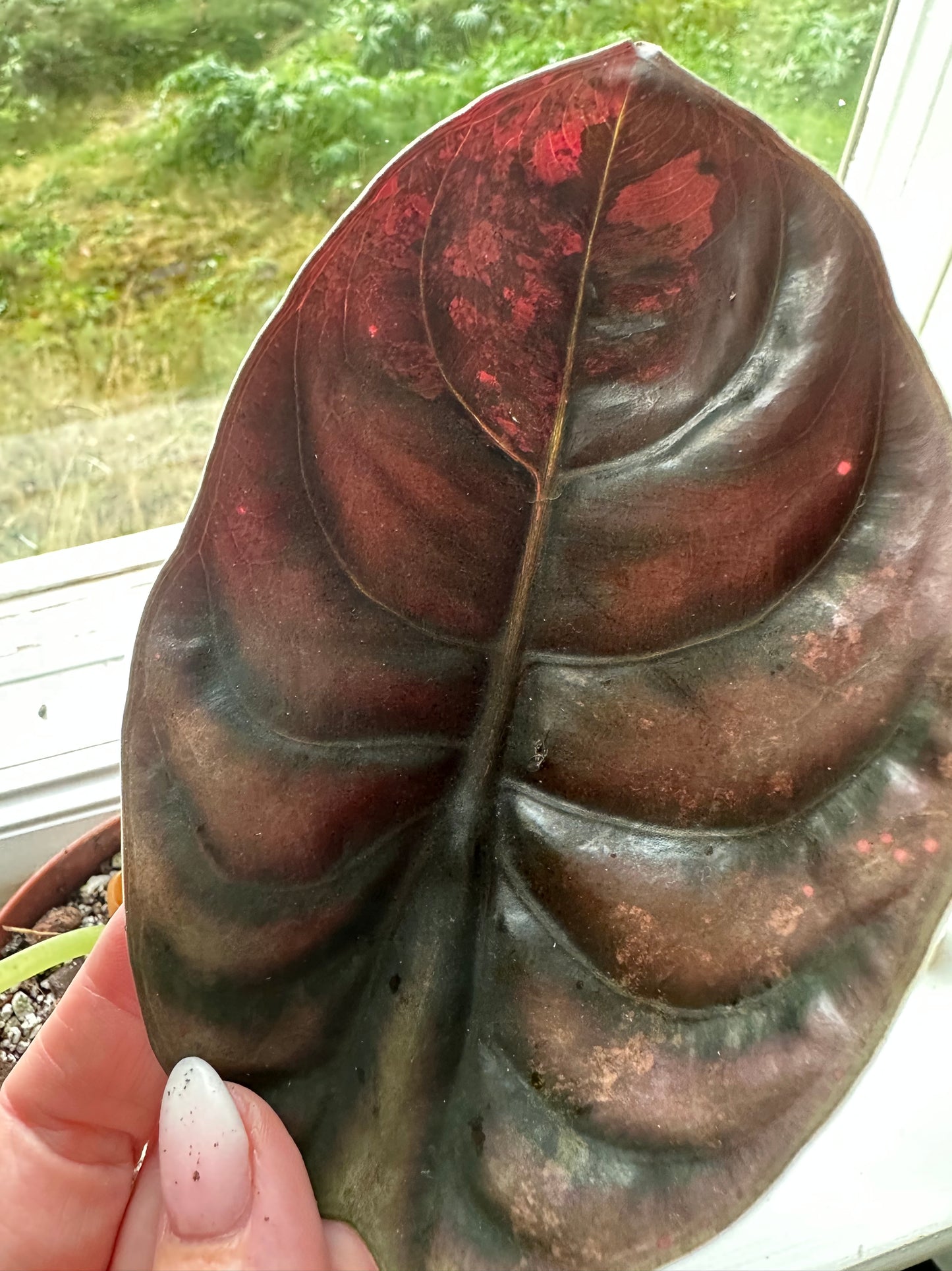 Load image into Gallery viewer, Alocasia Cuprea Red Secret Variegated corm
