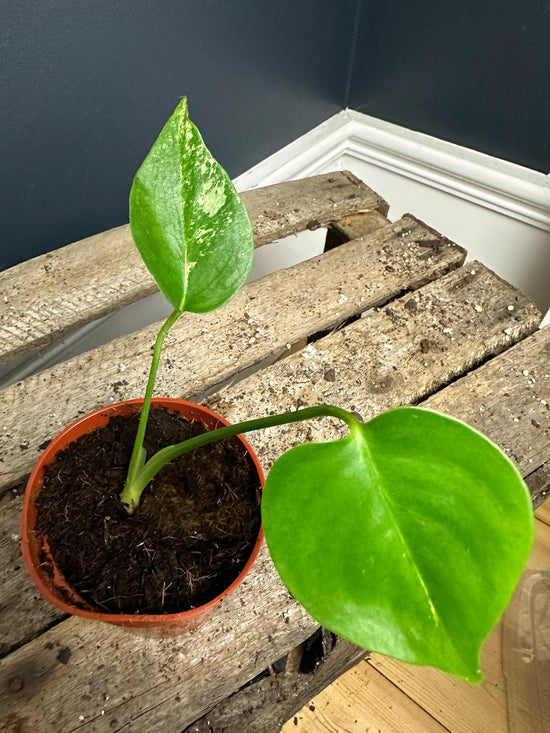 Monstera Sports from seed