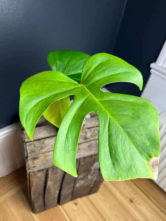 Load image into Gallery viewer, Monstera Brazillian Common Form

