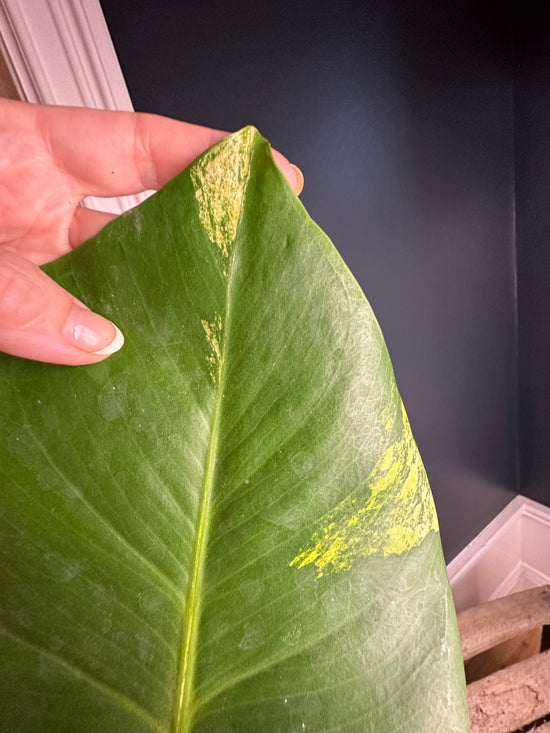 Monstera Mint Aurea Stem LF
