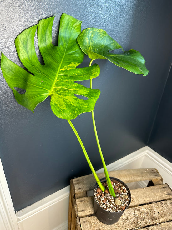 Monstera Aurea Large Form
