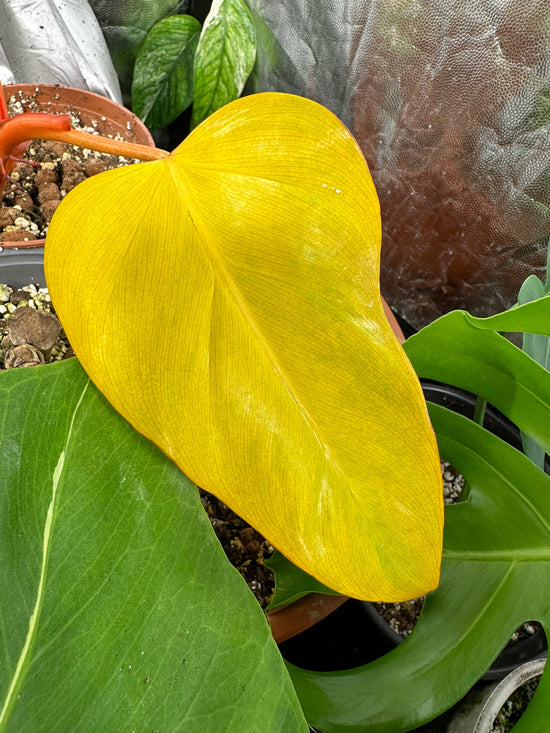 Philodendron Domesticum Gold