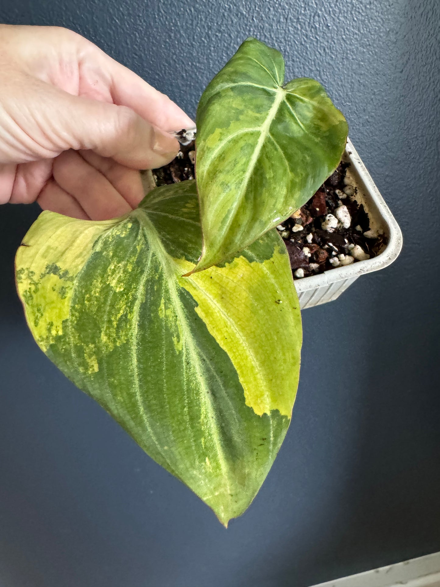 Philodendron Gloriosum Variegated Froggy green