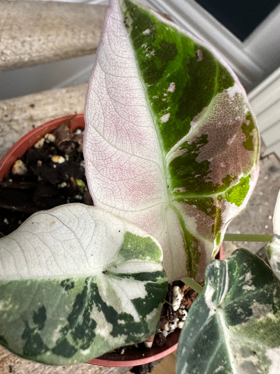 Load image into Gallery viewer, Alocasia Black velvet pink 1
