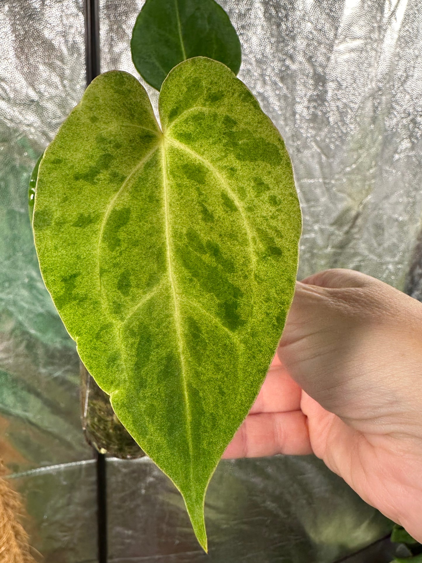Load image into Gallery viewer, Anthurium papillilaminum hybrid variegated seedlings

