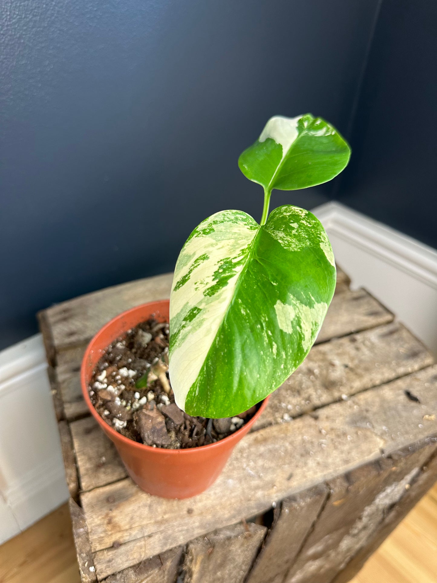 Monstera Variegata
