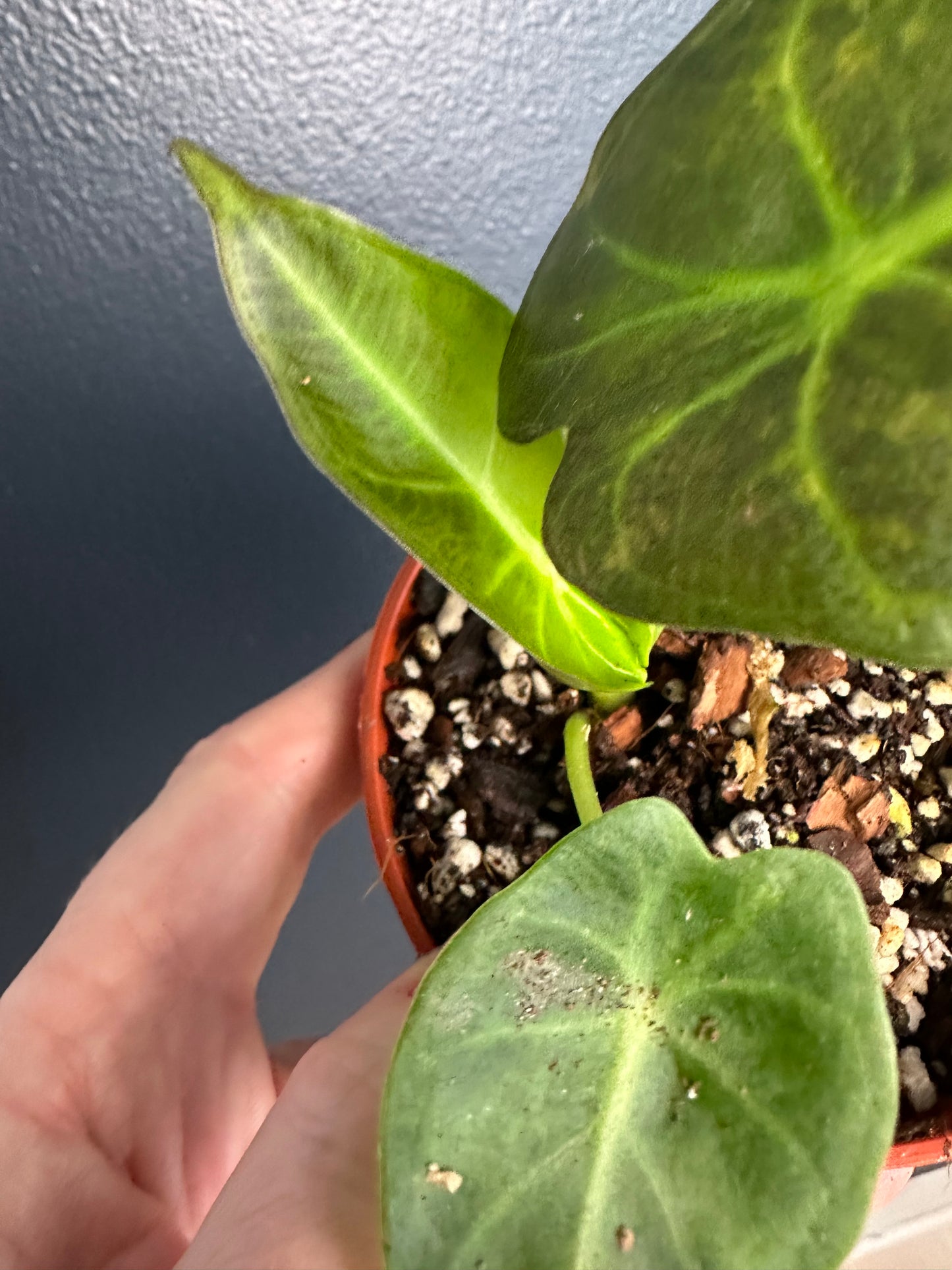 Alocasia Regal Shield Variegated ejbotanicals