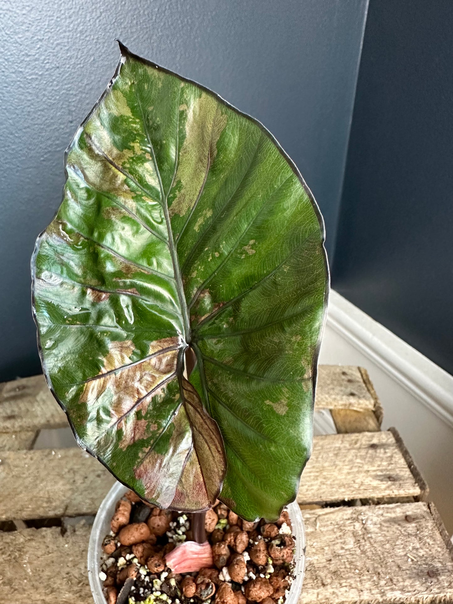 Alocasia Serendipity Pink