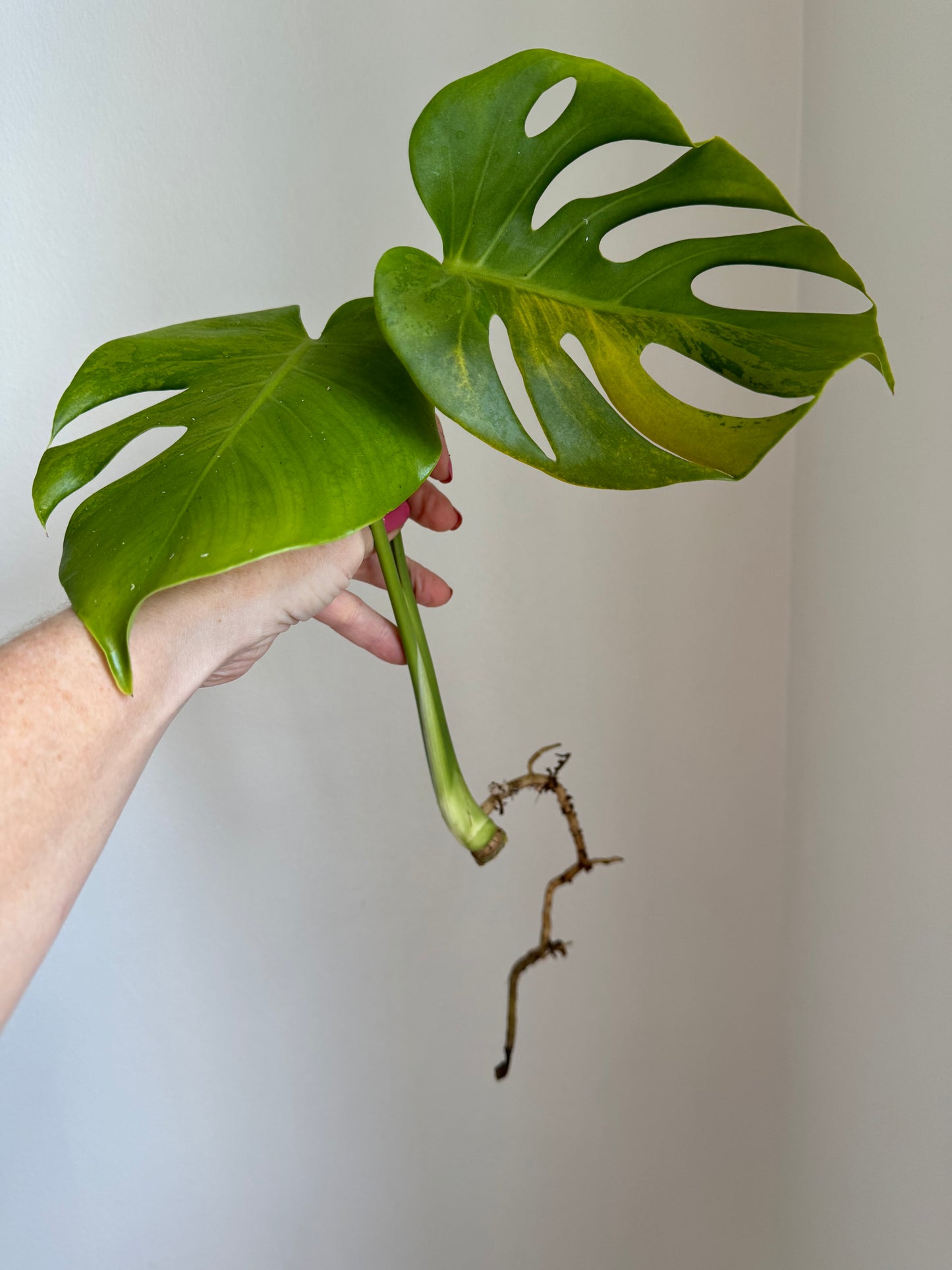 Monstera Minty Aurea?