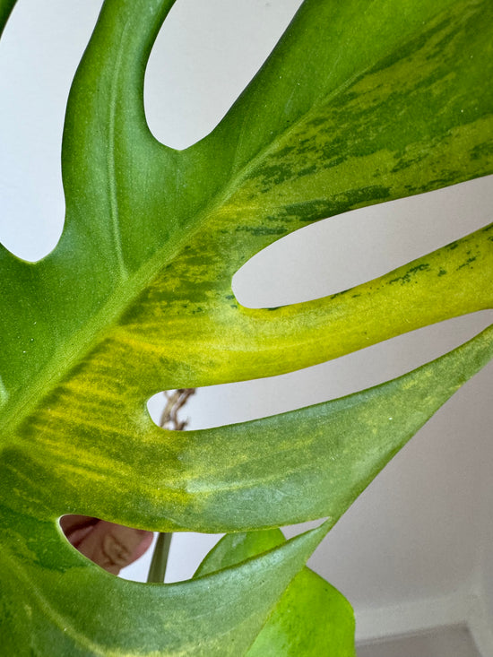 Monstera Minty Aurea?